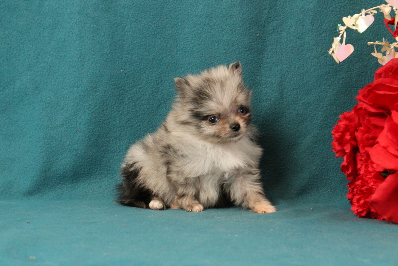 puppy, for, sale, Pomeranian, Matthew B. Stoltzfus, dog, breeder, Gap, PA, dog-breeder, puppy-for-sale, forsale, nearby, find, puppyfind, locator, puppylocator, aca